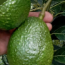 Avocado